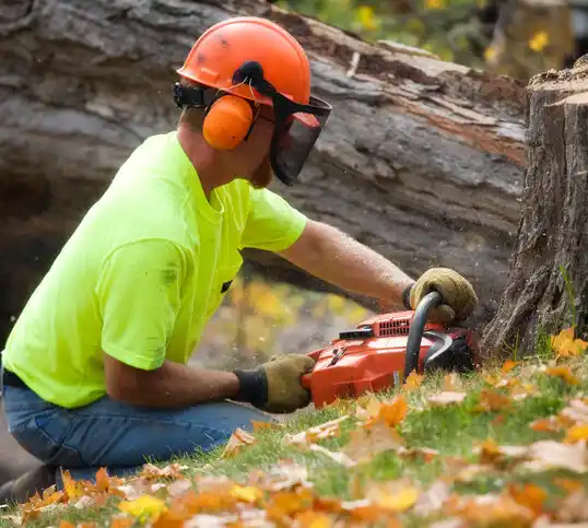 tree services Chadwicks